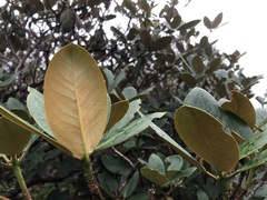 Rhododendron campanulatum