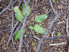 Adenocaulon chilense