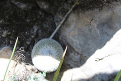 Epithelantha greggii greggii