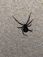 Latrodectus variolus