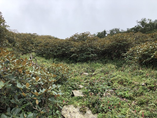 Rhododendron campanulatum, photograph 2