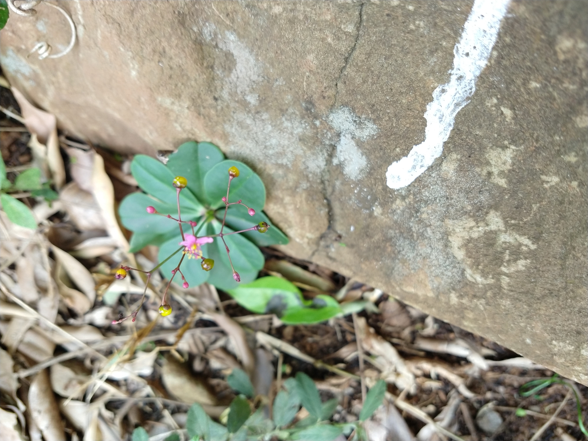 Talinum paniculatum