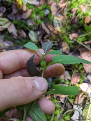 Neolasioptera lycopi