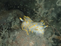 Polycera quadrilineata