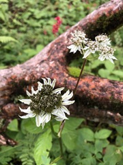 Hymenidium brunonis