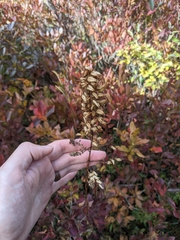 Stenanthium leimanthoides