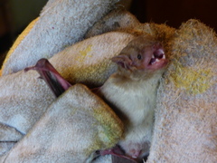 Scotophilus leucogaster