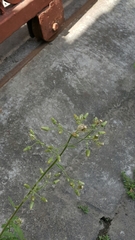 Erigeron sumatrensis