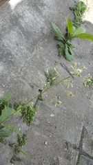 Erigeron sumatrensis