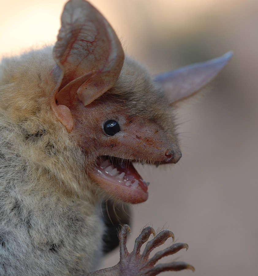 Maghrebian Myotis