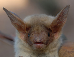 Maghrebian Myotis photo 2