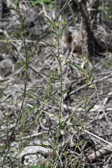 Aeschynomene americana