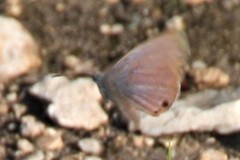 Echinargus isola