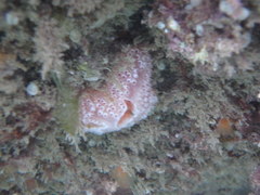Aplidium elegans