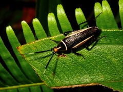 Hemithyrsocera histrio