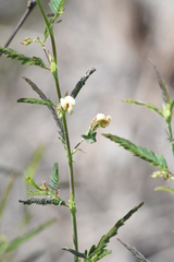 Aeschynomene americana