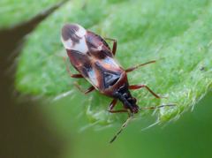 Anthocoris musculus