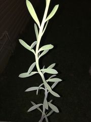 Senecio crassissimus