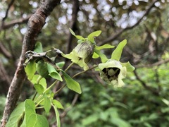 Codonopsis rotundifolia