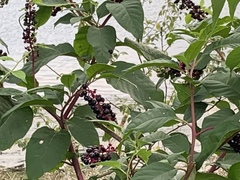 Phytolacca americana