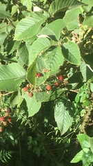 Rubus urticifolius