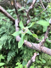 Codonopsis rotundifolia