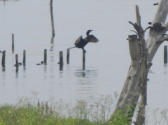 Nannopterum brasilianum