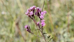 Stevia viscida