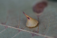 Caryomyia marginata