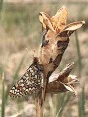 Euphydryas anicia