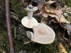 Lactarius cinereus