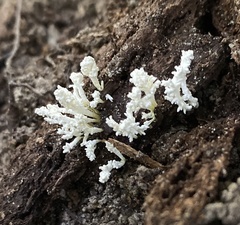 Cordyceps tenuipes