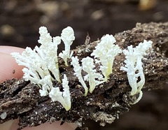 Cordyceps tenuipes
