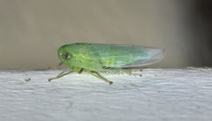Chlorotettix viridius