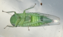 Chlorotettix viridius