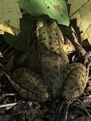 Lithobates clamitans