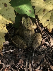 Lithobates clamitans