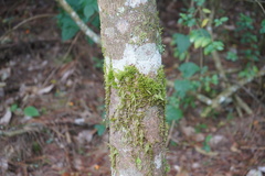 Sematophyllaceae
