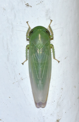Chlorotettix viridius