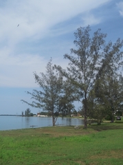 Casuarina equisetifolia