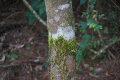 Sematophyllaceae