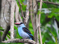Halcyon malimbica dryas