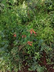 Bouvardia ternifolia