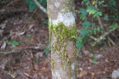 Sematophyllaceae