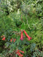 Bouvardia ternifolia