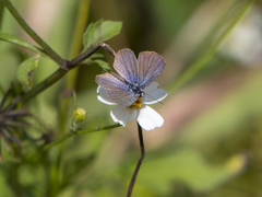 Hemiargus