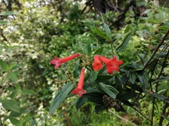 Bouvardia ternifolia