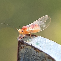 Psylla sanguinea