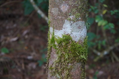 Sematophyllaceae