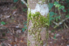 Sematophyllaceae